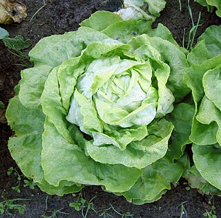 soort uit het geslacht Lactuca