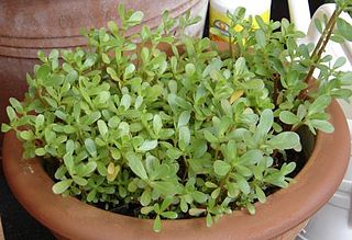 soort uit het geslacht Portulaca